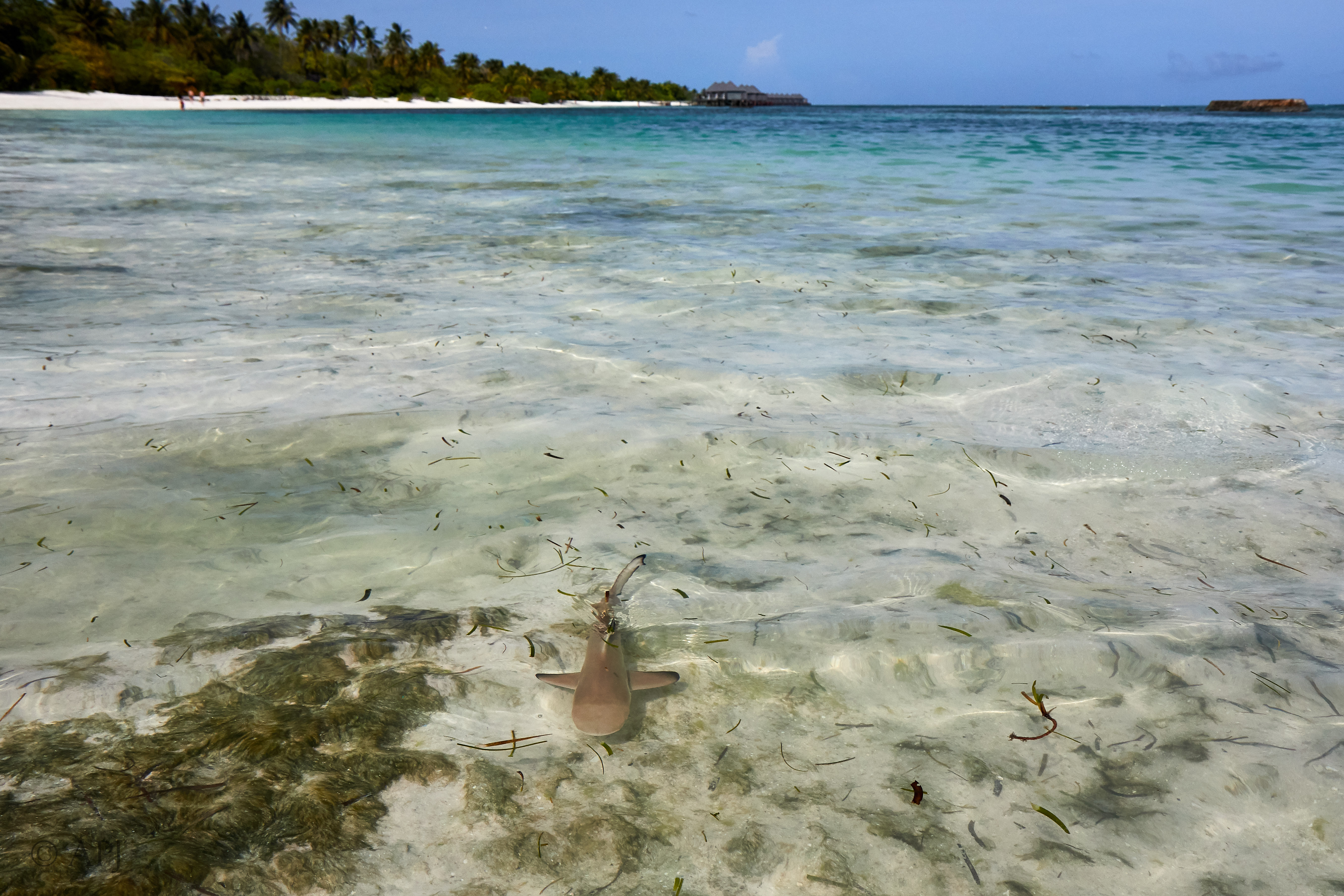 003834 21 08 17  Canon EOS 7D Mark II   Malediven2017